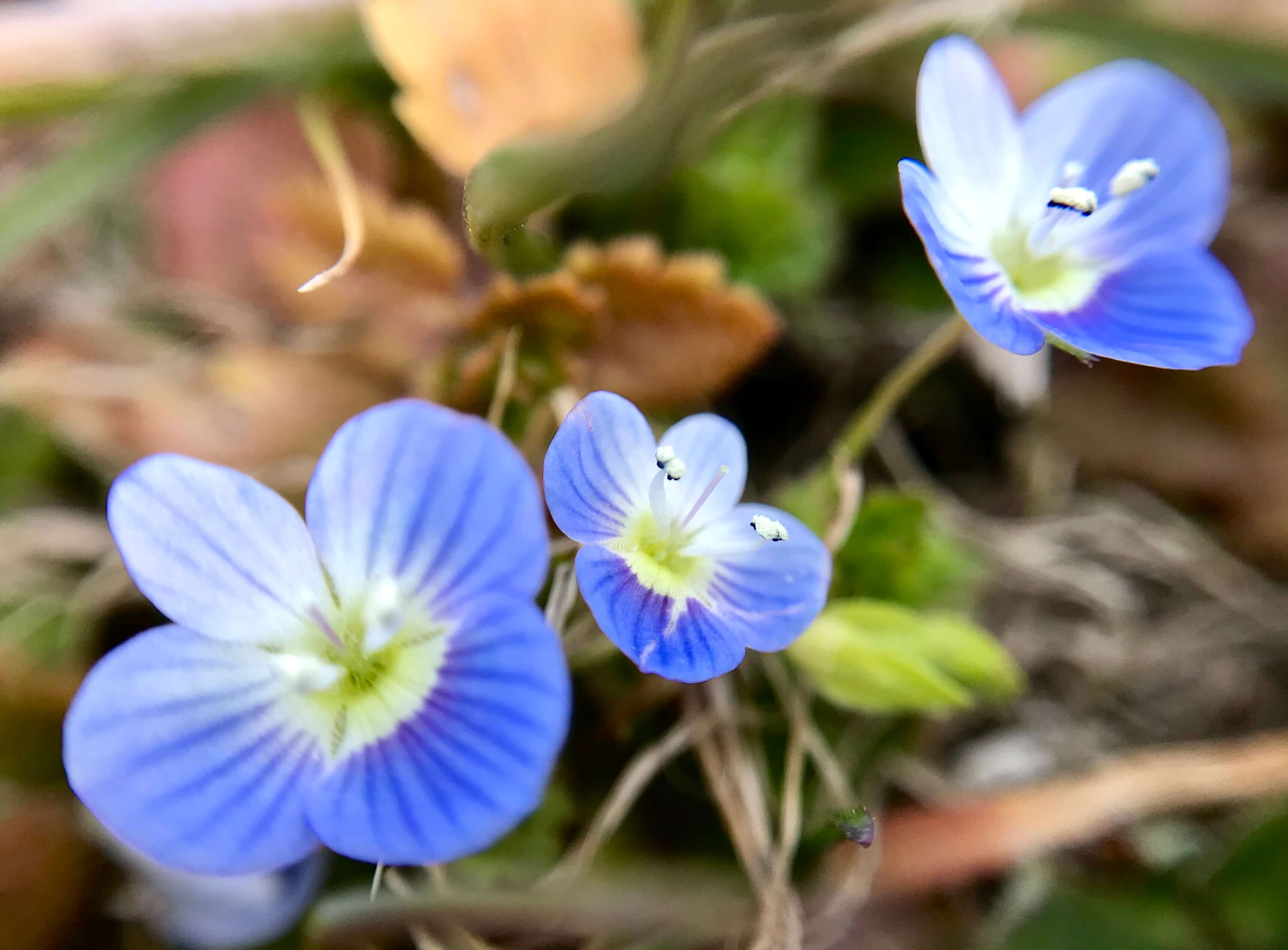 道端に咲く オオイヌノフグリ の学名はベロニカ Veronica コバルトブルーの可憐な小花が春一番を伝えます ぼちぼち歩く