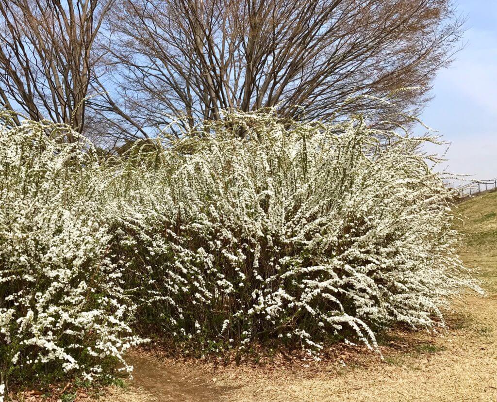 雪柳 ユキヤナギ は 小さな花を雪が降り積もったかのように びっしり咲かせ枝垂れます 風に揺られて吹雪いているように錯覚するほどです ぼちぼち歩く