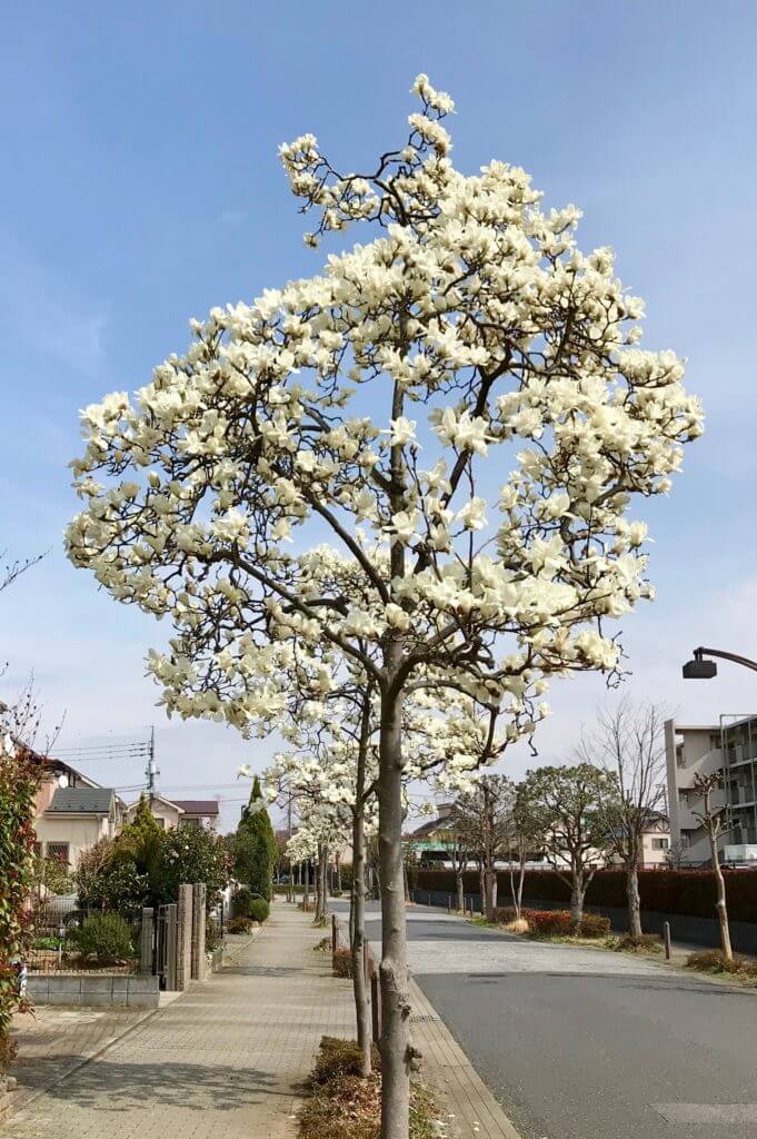 白木蓮 ハクモクレン の花が咲いているのは はわずか3日ほど 今にも羽ばたかんとする沢山の白い小鳥のよう ぼちぼち歩く