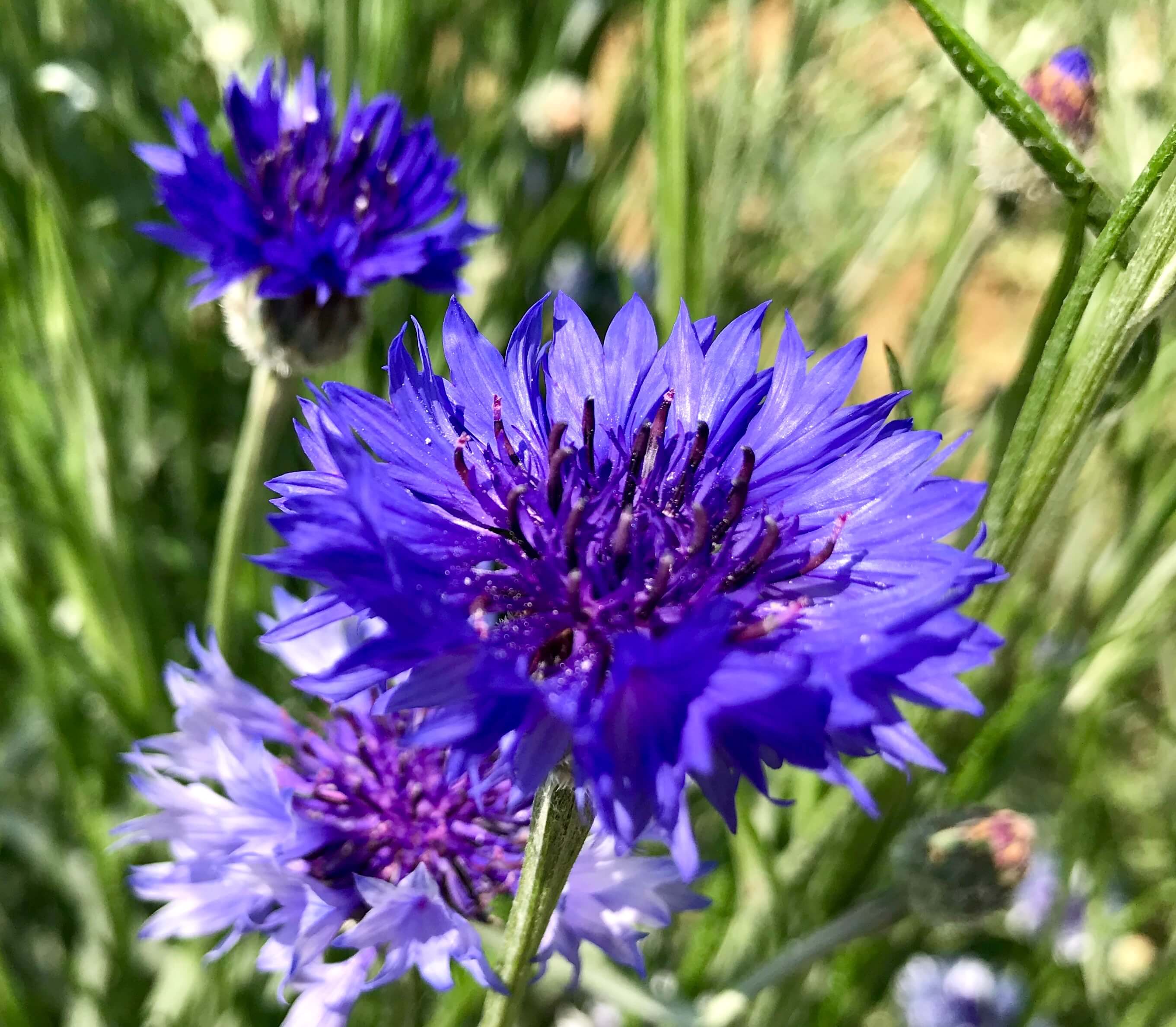 端午の節句を知らせる 矢車菊 ヤグルマギク の深く青い花 花言葉 教育 とドイツの国花 カイゼル 皇帝 の花 のお話 ぼちぼち歩く