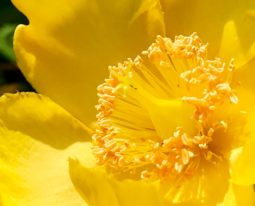 金糸梅 キンシバイ の花言葉は 近寄れば解る 太陽の輝き と キラメキ です ぼちぼち歩く