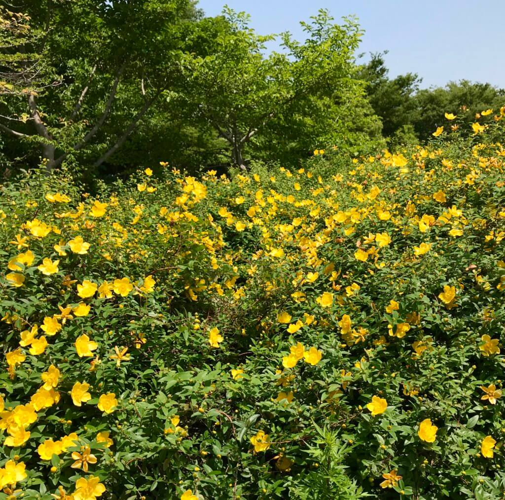 金糸梅 キンシバイ の花言葉は 近寄れば解る 太陽の輝き と キラメキ です ぼちぼち歩く