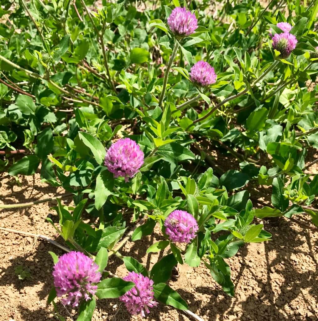 紫詰草 ムラサキツメクサ はデンマークの国花 日本でも農業や人の生活に大きく貢献したその能力とは ぼちぼち歩く