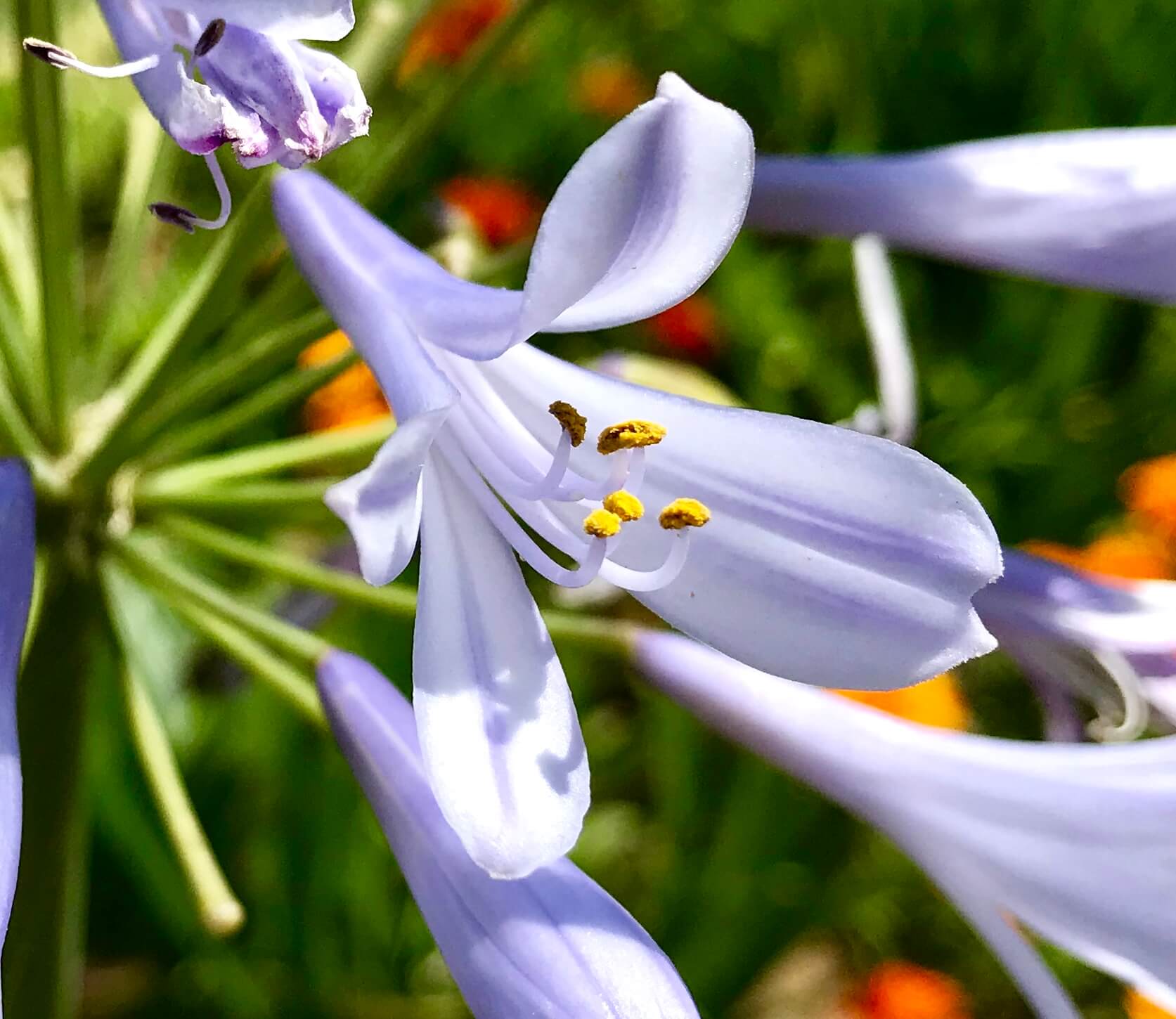 梅雨より 夏の青空が似合うアガパンサス Agapanthus 淡いブルーの端正な花は 知的な装い ラブレター などの花言葉を持っています ぼちぼち歩く