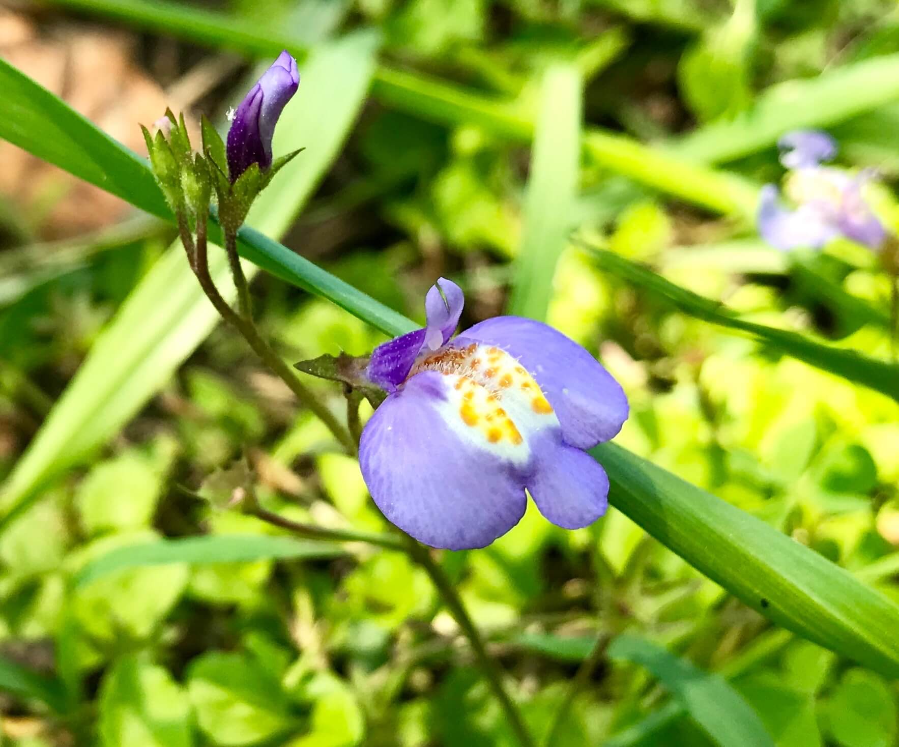 紫鷺苔 ムラサキサギゴケ の花言葉は あなたを待っています 初めて見つけた驚きとイコールでした ぼちぼち歩く