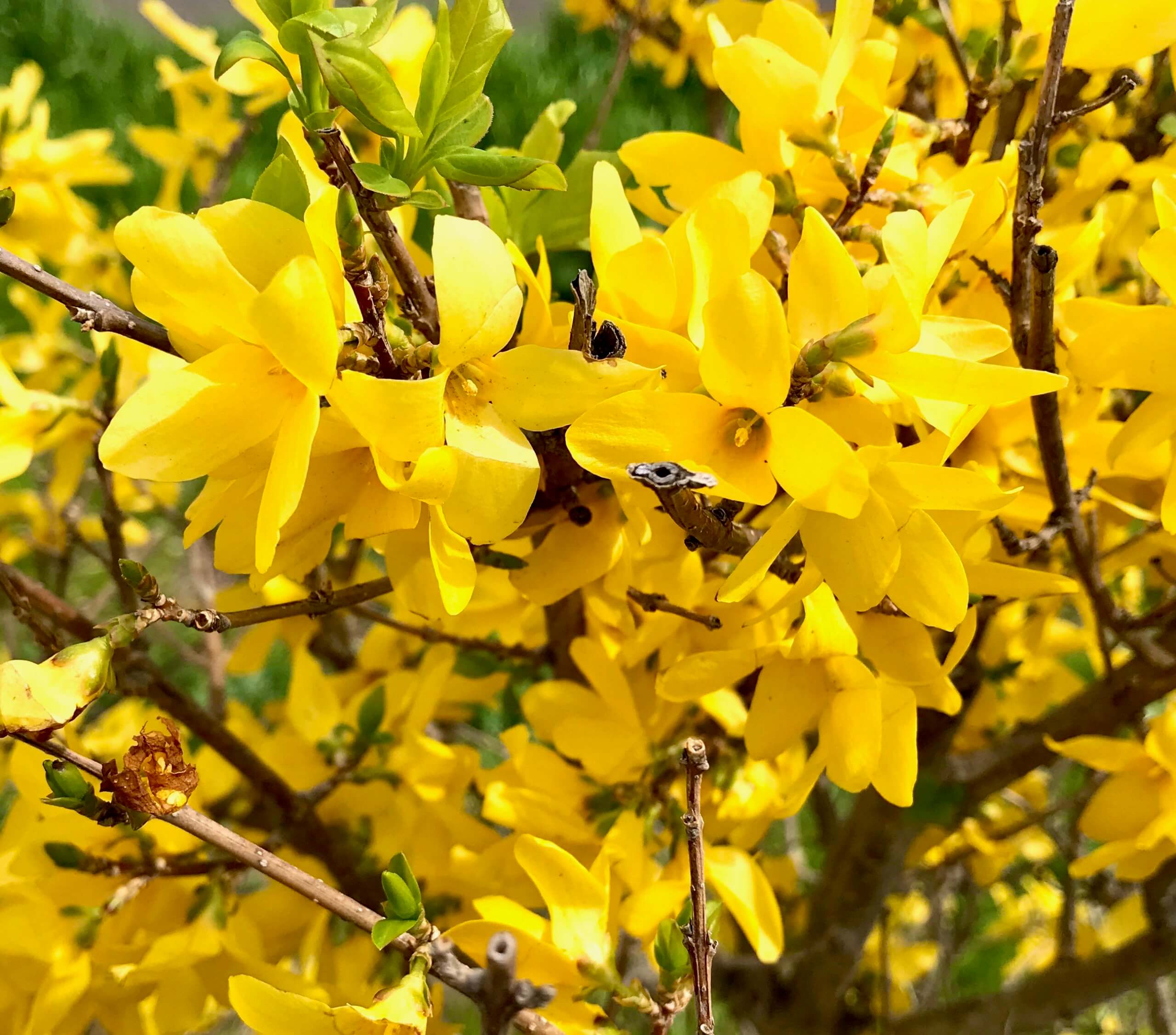 連翹 レンギョウ の鮮やかで黄色い花は 英名 Golden Bells 黄金の鈴 春本番を告げる生命力あふれる花です ぼちぼち歩く