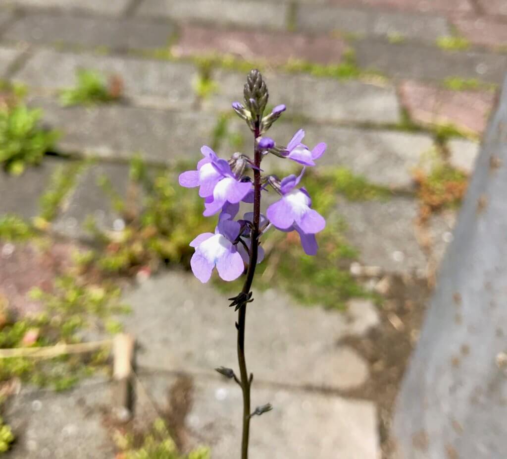 松葉海蘭 マツバウンラン は北アメリカ原産の帰化植物 紫色の蘭にも似た可愛らしい花を咲かせます ぼちぼち歩く