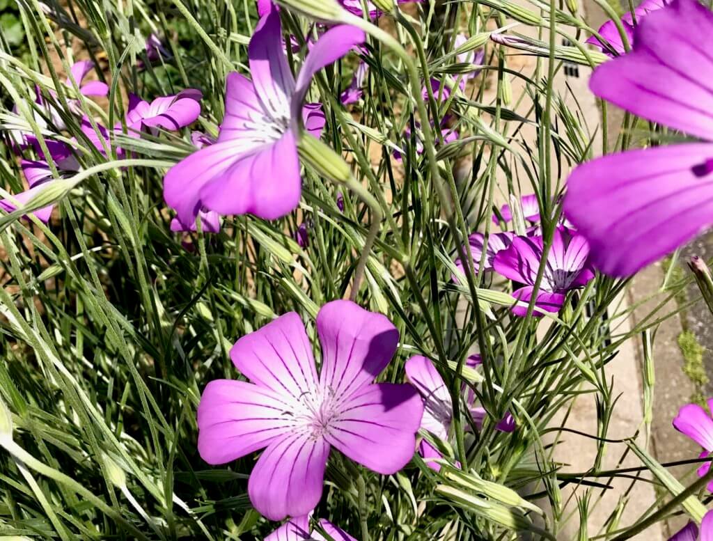 初夏を知らせる 麦撫子 ムギナデシコ の花言葉は 小国の王 気持ちよく風にそよぎます ぼちぼち歩く