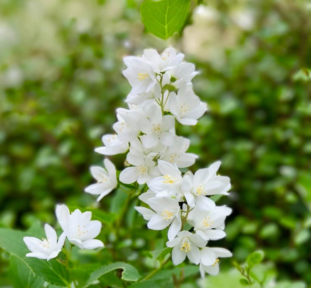 姫空木 ヒメウツギ は初夏や梅雨を知らせる白く美しい花 万葉集では24首も唄われています ぼちぼち歩く